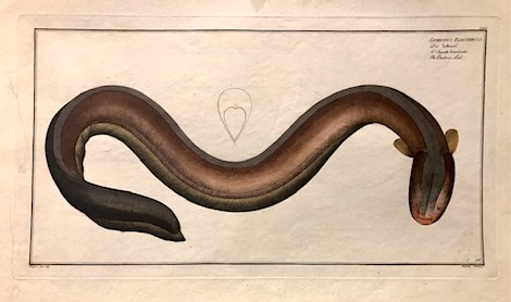 Bloch Marcus Elieser (1723-1799) Gymnotus Electricus. Der Zitteraal. L'Anguille tremblante. The Electric-Eel 1785 Berlino